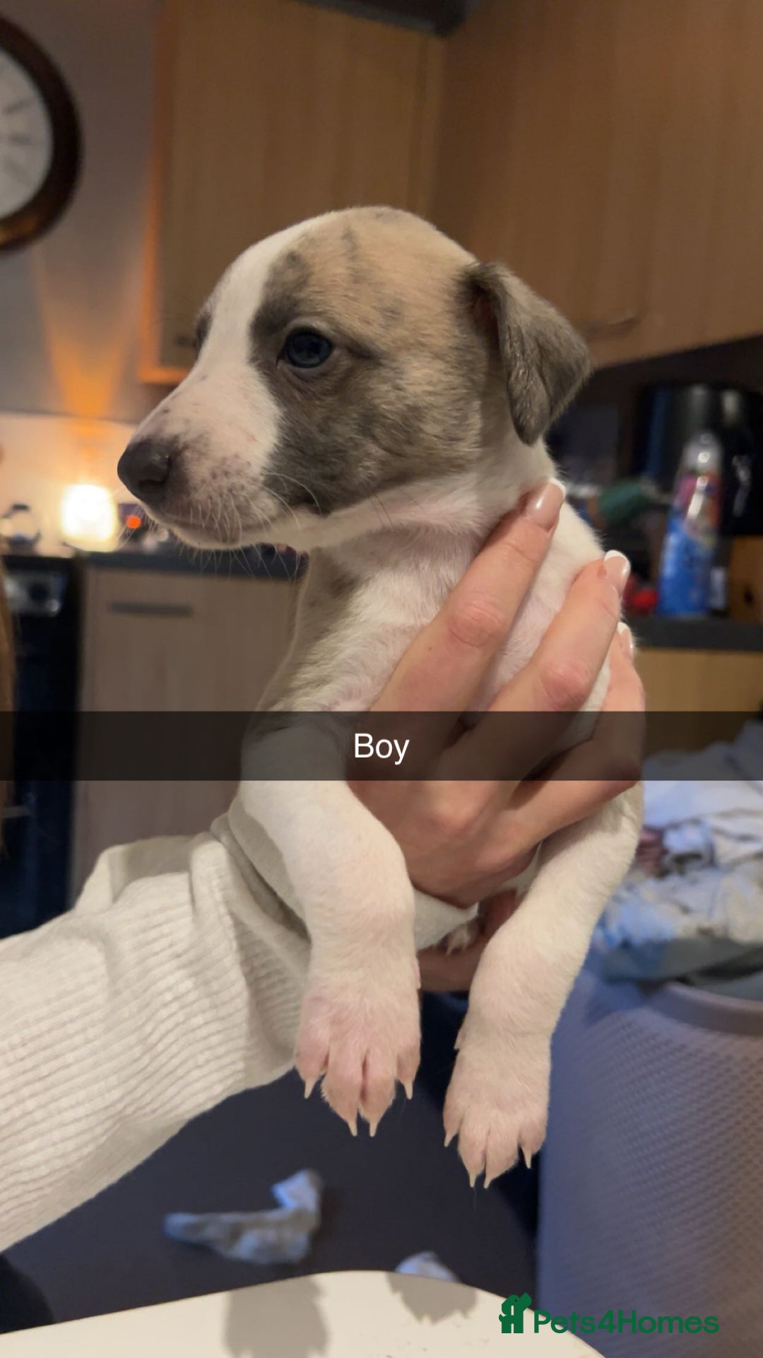 Whippet dogs for sale: One beautiful brindle boy whippet  - Advert 2