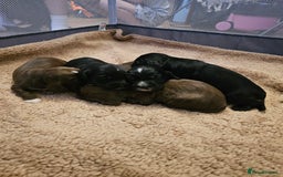 Sprocker dogs for sale: 2 black males !!! 😍 Beautifully marked sprocker! - Image 20