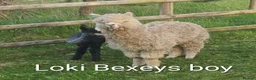 Alpaca livestock for sale: BAS registered breeding female Alpacas  in Totnes - Advert 5