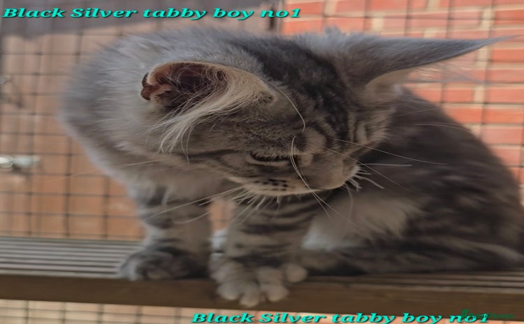Maine Coon cats in Rotherham - Advert 13