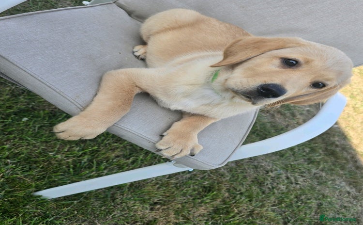 Labrador Retriever dogs - Advert 1