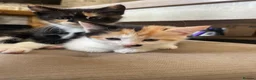 Mixed Breed cats for sale: 4 female kittens. mixed black white and ginger.  - Advert 5