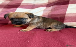 Border Terrier dogs for sale: Beautiful Border Terrier Puppies😍 - Advert 13