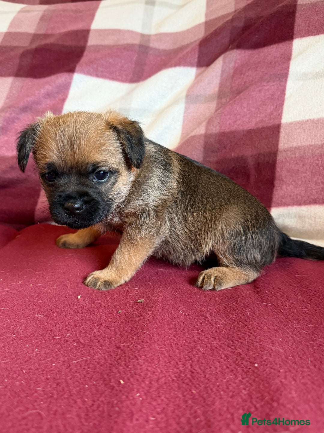 Border Terrier dogs for sale: Beautiful Border Terrier Puppies😍 - Advert 13