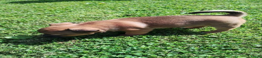 Jack Russell Puppy 1