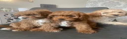 Cavapoo dogs for sale: Red f1b Cavapoo’s  - Advert 6