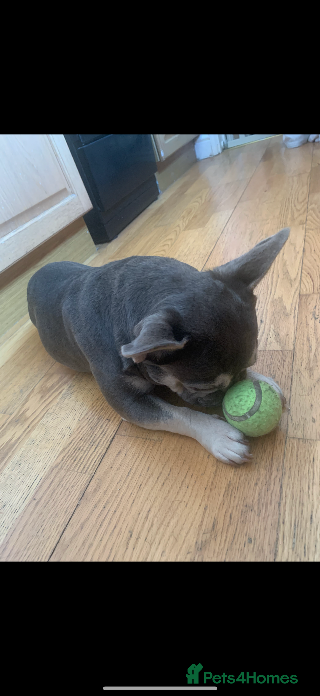 French Bulldog dogs for sale: 2 year old French bulldog for sale - Image 4