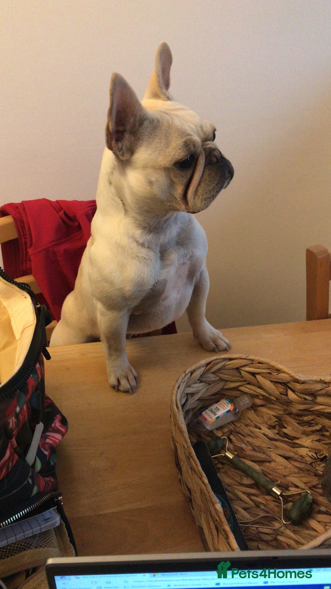 French Bulldog dogs for sale: Female Frenchie needing new home - Image 11