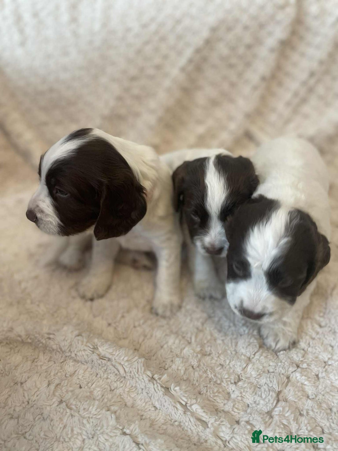 English Springer Spaniel dogs for sale: English springer spaniel  - Image 12