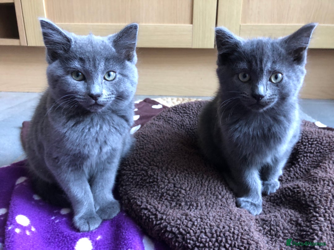 British Shorthair cats for sale: Two Beautiful British Shorthair Boys - Image 4