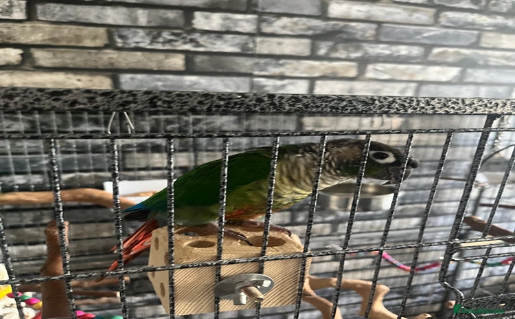 Conures birds - Advert 3