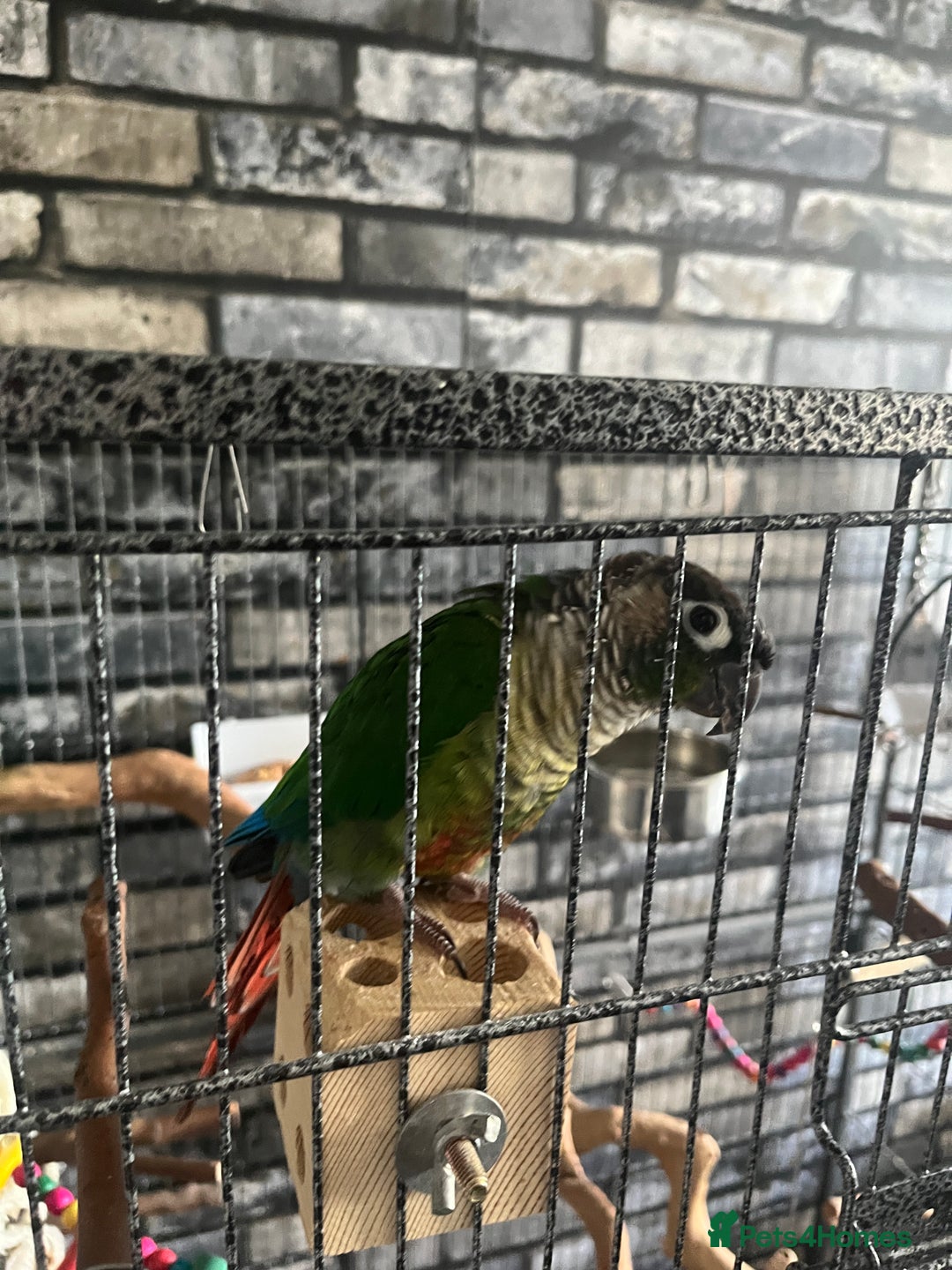 Conures birds for sale: Bird on sale - Image 1