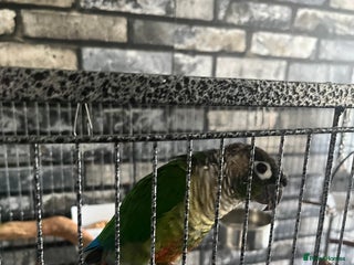 Conures birds - Advert 5