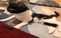 Mixed Breed cats for sale: 5 Mixed breed kittens for sale - Image 7