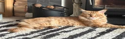 Maine Coon cats for sale: Show quality Maine coon kittens - Advert 2