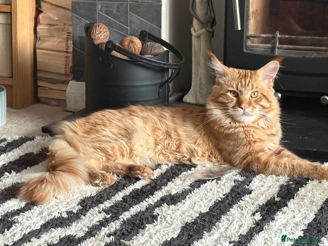 Maine Coon cats for sale: Show quality Maine coon kittens - Advert 2