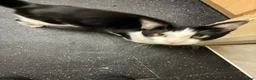 Mixed Breed cats for sale: Male cat mixed breed black and white - Advert 3