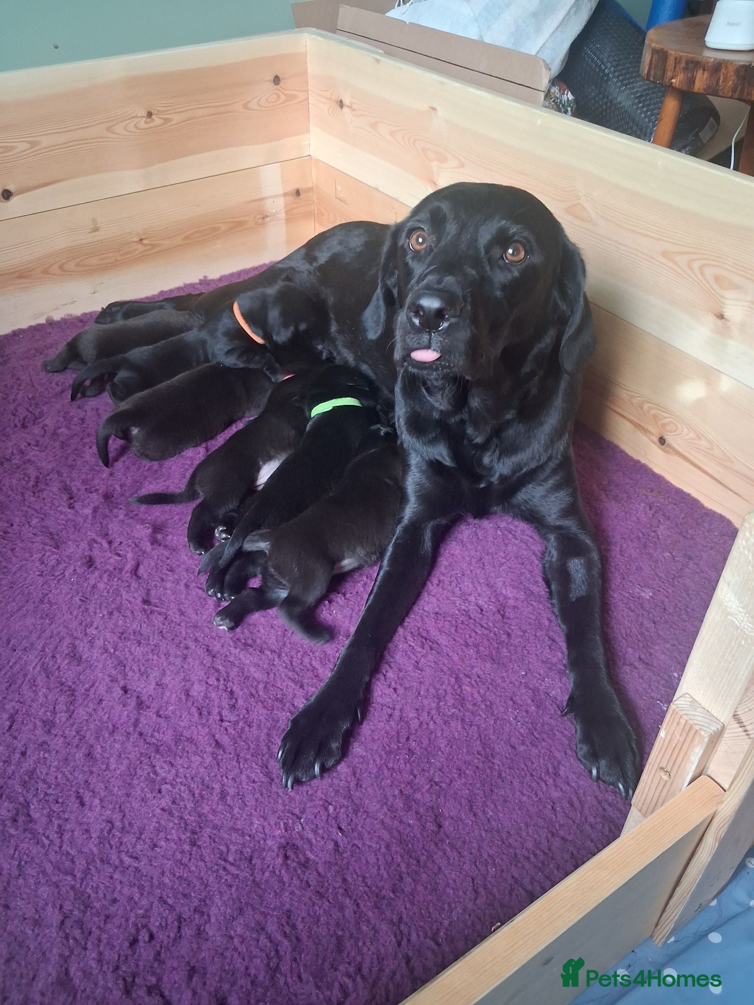 Labrador Retriever dogs Beautiful Working Black Labrador Puppies For Sale - Advert 1