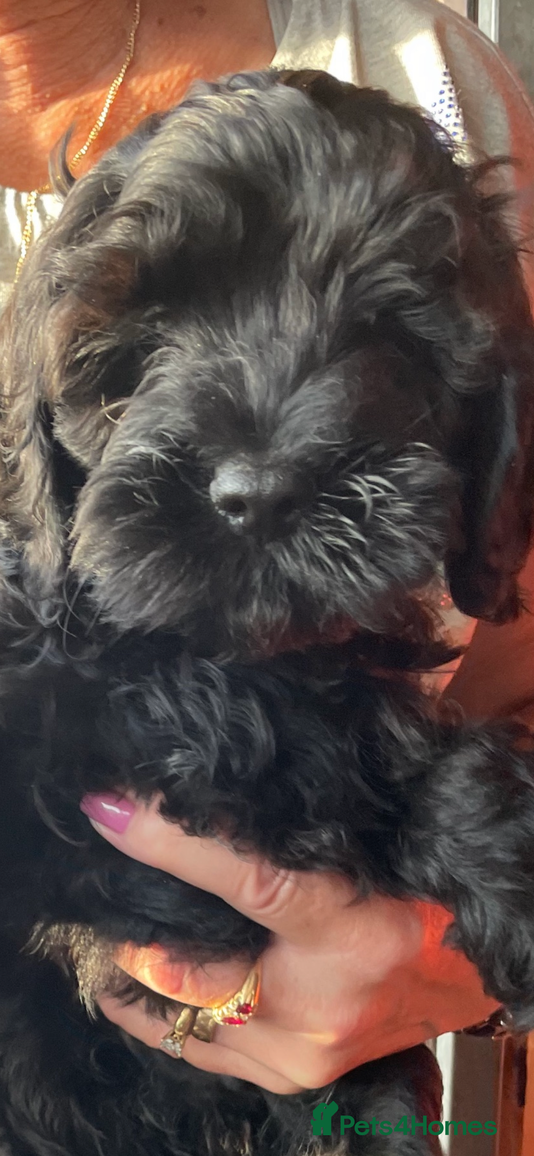 Cockapoo dogs for sale: Cockapoo Pups - Image 5