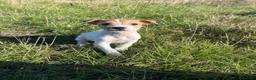 Jack Russell dogs for sale: Jack Russel Pups - Advert 1
