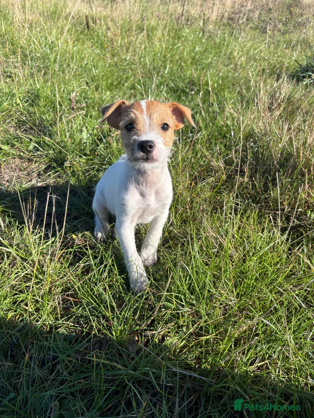 Jack Russell dogs for sale: Jack Russel Pups - Advert 1