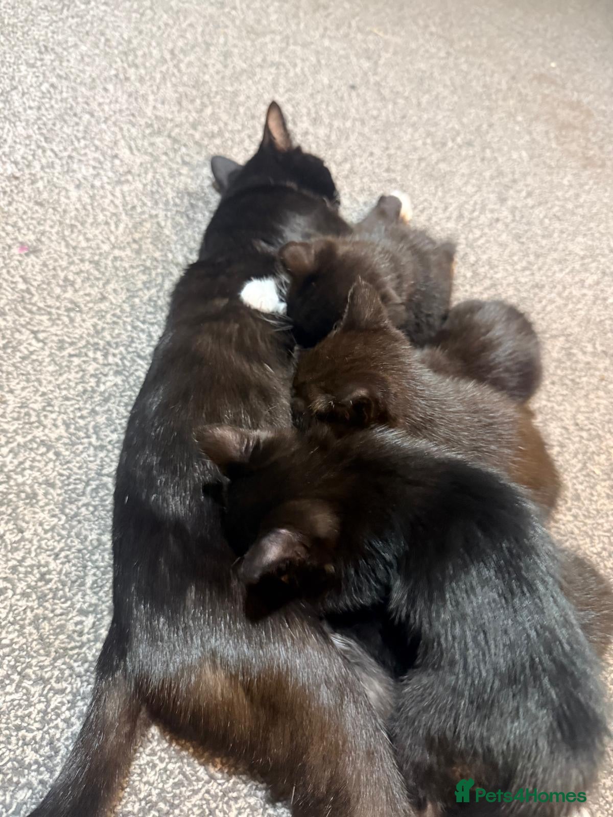 Mixed Breed cats All black. Black and white kittens - Advert 2