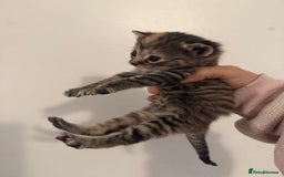 Mixed Breed cats for sale: Beautiful tabby mixed calico cross Persian kitten  - Image 3