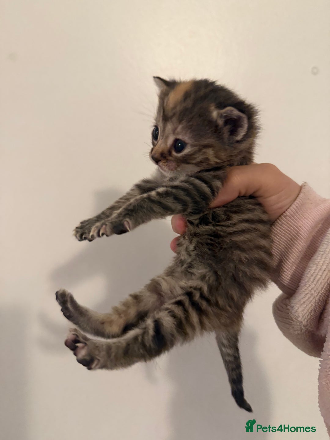Mixed Breed cats for sale: Beautiful tabby mixed calico cross Persian kitten  - Image 3
