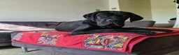 Cane Corso dogs for sale: Beautiful black male Cane Corso puppy - Advert 18