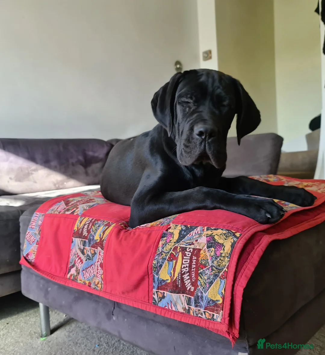 Cane Corso dogs for sale: Beautiful black male Cane Corso puppy - Advert 18