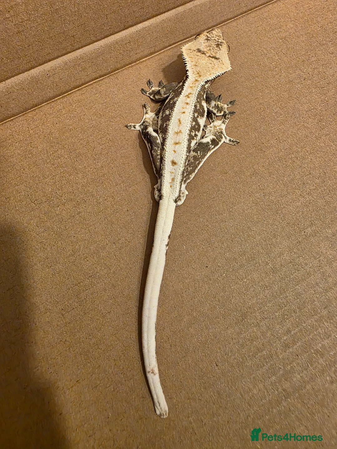 Gecko reptiles for sale: Rare Red-Based Lilly White Crested Gecko (Male) in Torpoint - Advert 13