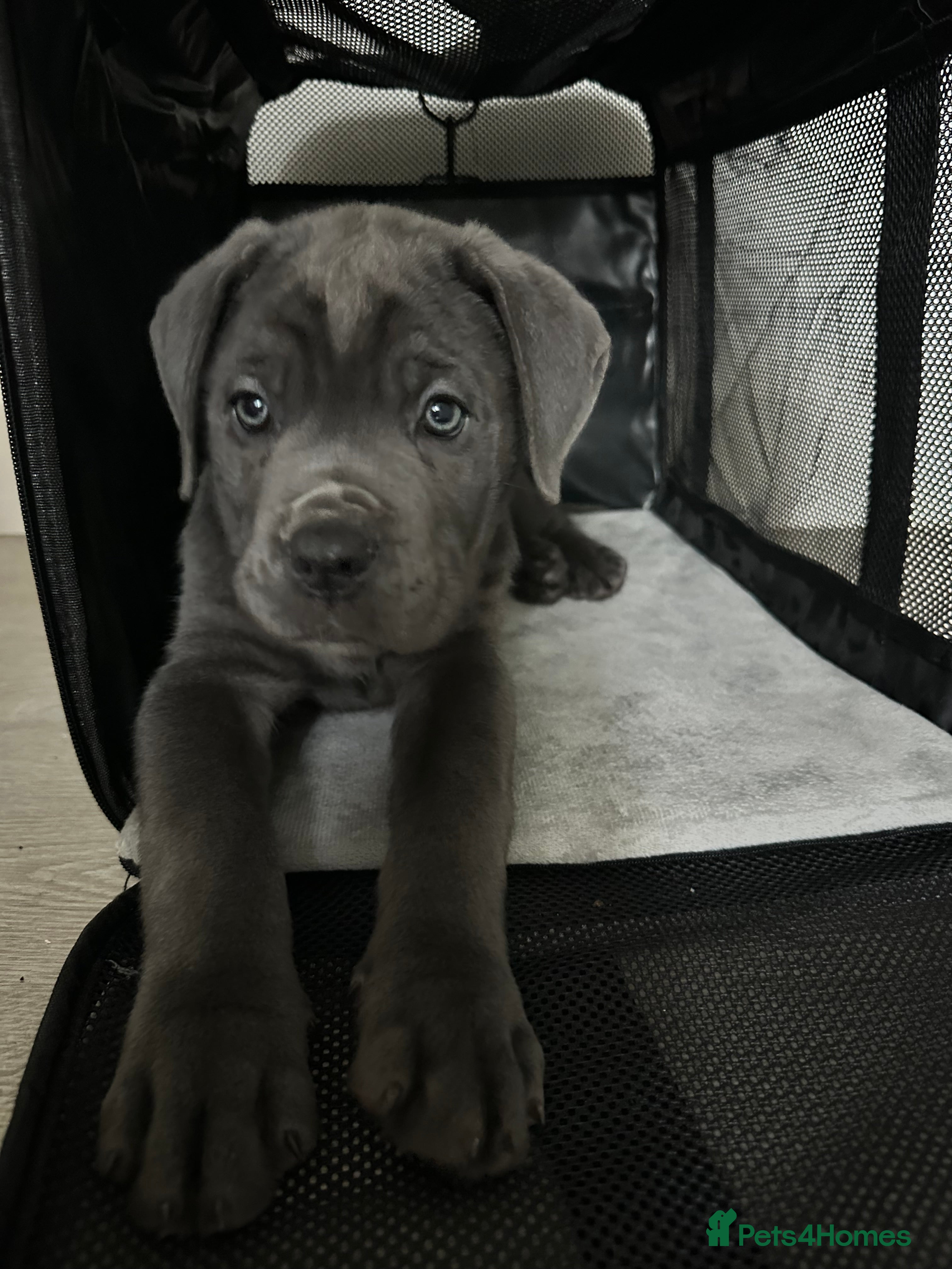 Cane Corso dogs Cane Corso Puppy - Advert 7