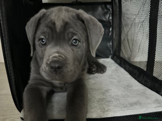 Cane Corso dogs Cane Corso Puppy - Advert 3