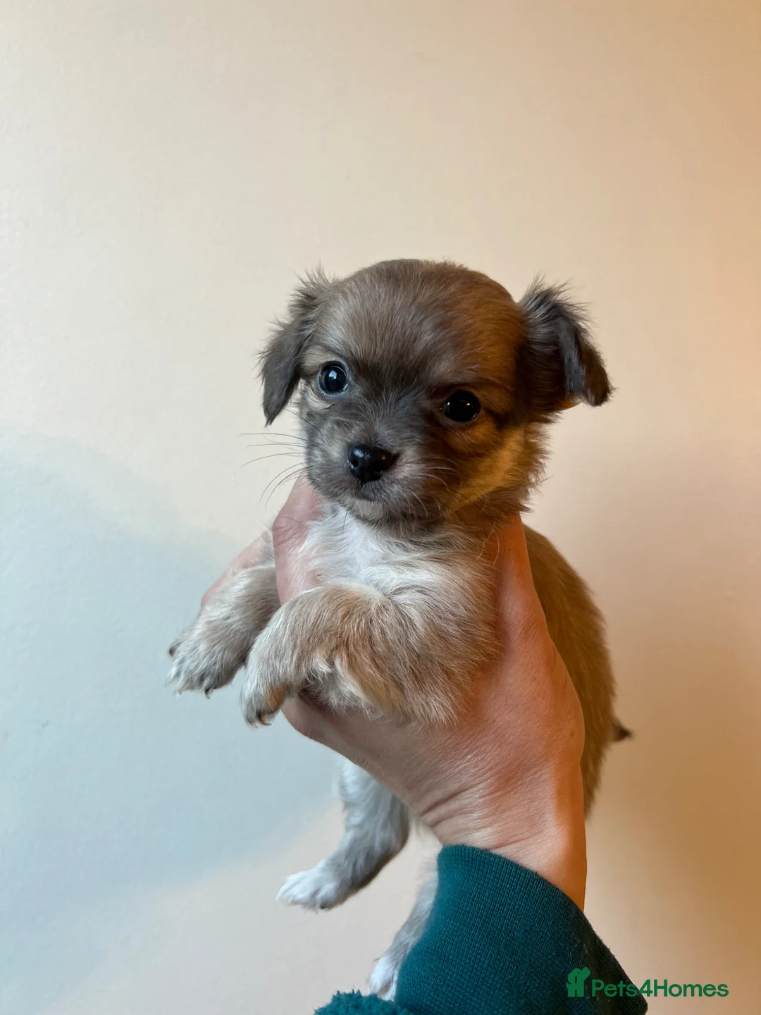 Chihuahua dogs for sale: Chihuahua Puppies / BLUE FAWN AVAILABLE - Advert 1