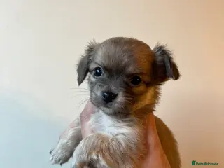 Chihuahua dogs Chihuahua Puppies / BLUE FAWN AVAILABLE - Advert 4