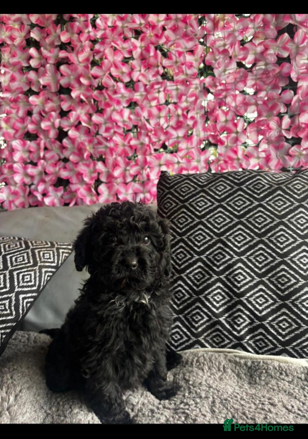 Cavapoo dogs Gorgeous Cavapoo  - Advert 6