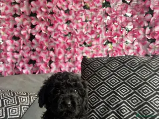 Cavapoo dogs Gorgeous Cavapoo - Advert 6