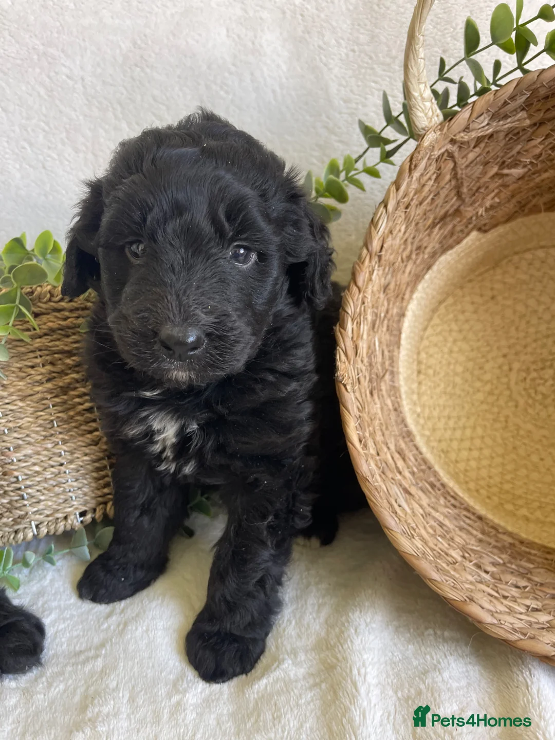 Bernedoodle dogs for sale: STUNNING F1 BERNEDOODLE - Advert 2
