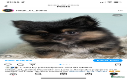 Pomeranian dogs for stud: Chocolate Stud Kc Registered ,Embark tested in Runcorn - Image 19