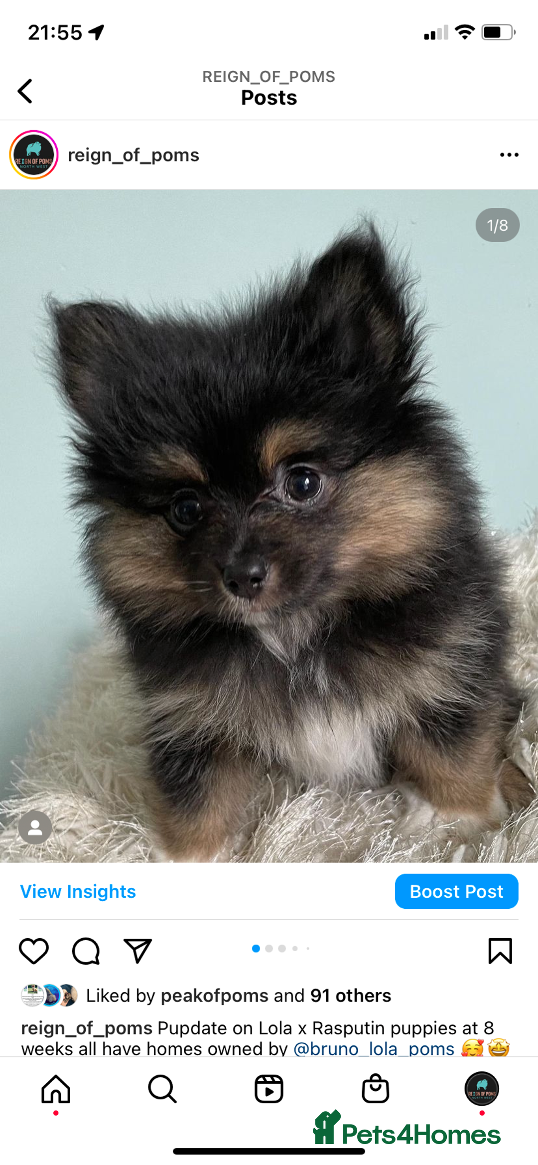 Pomeranian dogs for stud: Chocolate Stud Kc Registered ,Embark tested in Runcorn - Image 19