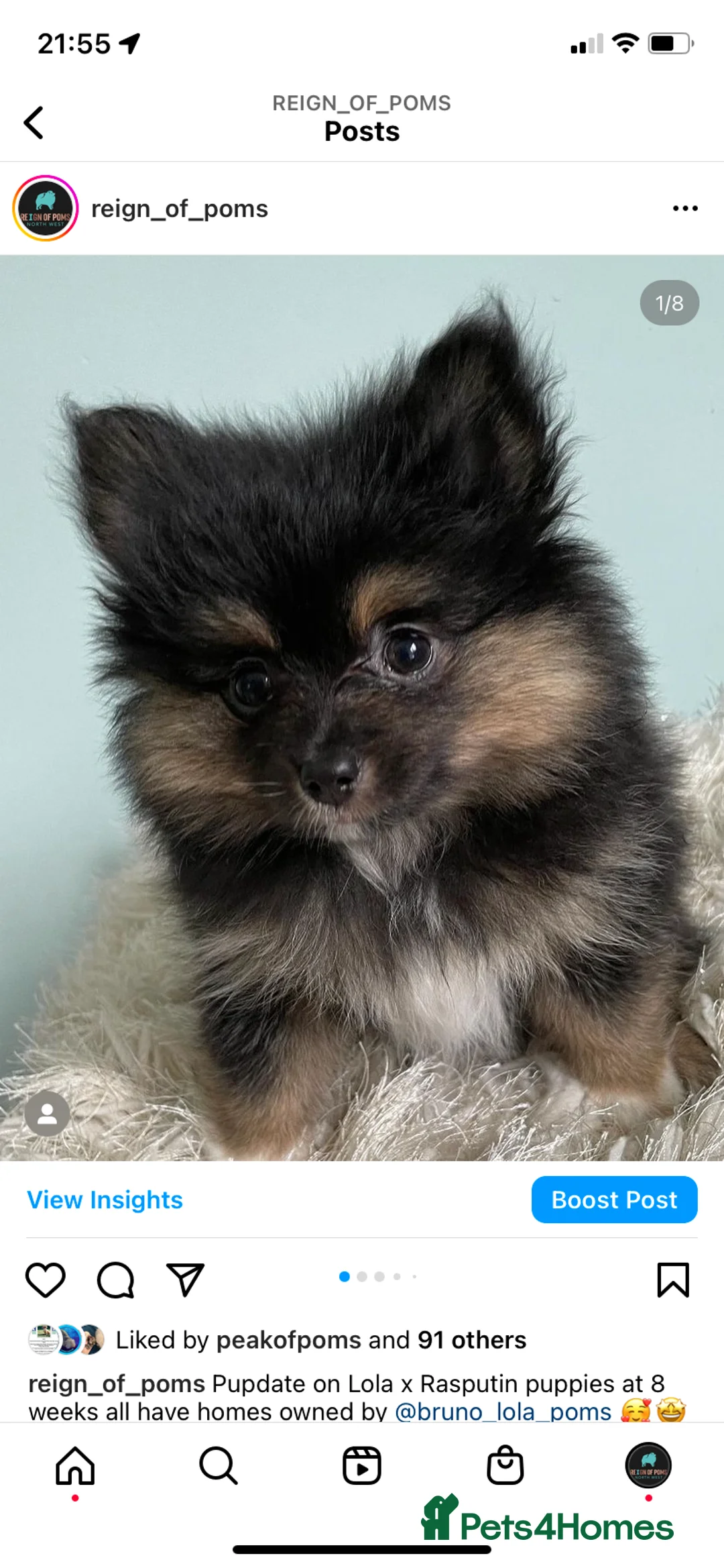 Pomeranian dogs for stud: Chocolate Stud Kc Registered ,Embark tested in Runcorn - Advert 19