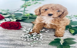 Cavapoo dogs for sale: 🐶 Beautiful F1B Cavapoo Puppies for Sale 🐶 - Image 16
