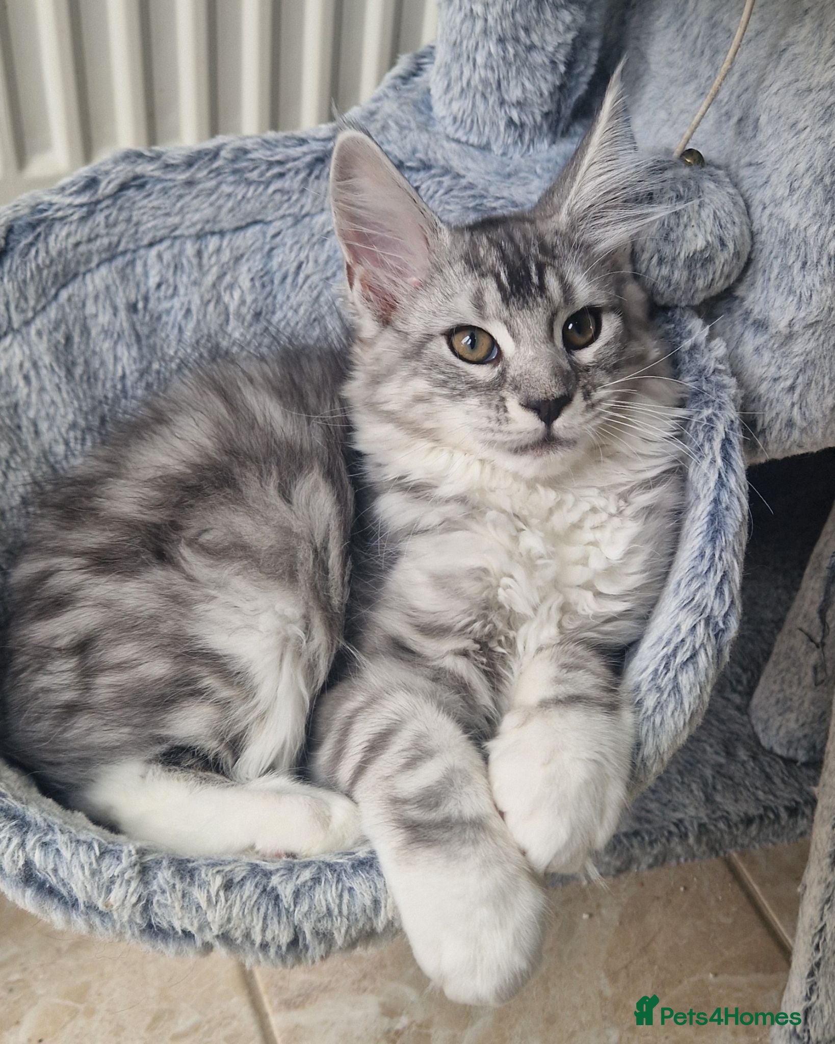 Maine Coon cats Full Pedigree maine coon kittens  - Advert 17