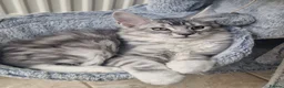 Maine Coon cats for sale: Last remaining Full Pedigree maine coon kittens  - Advert 7