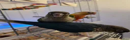 Conures birds for sale: Hand reared tame - Advert 7