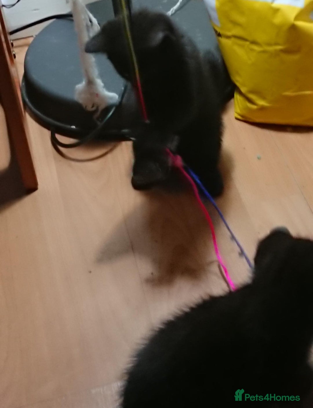 Mixed Breed cats for sale: Beautiful litter of 5 kittens 3 girls 2 boys - Advert 18