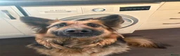 German Shepherd dogs for sale: German shepherd  in King's Lynn - Advert 3