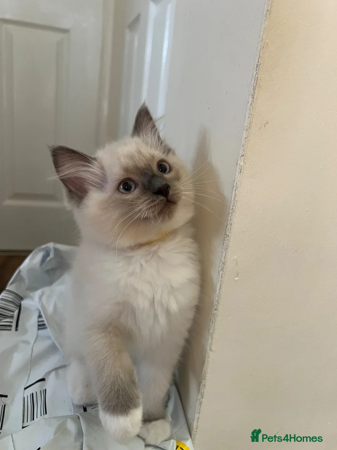 Ragdoll cats for sale: Pure Ragdoll kitten  - Advert 2