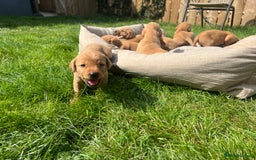 Labrador Retriever dogs for sale: Beautiful fox red Labrador pups 🐶  - Image 14