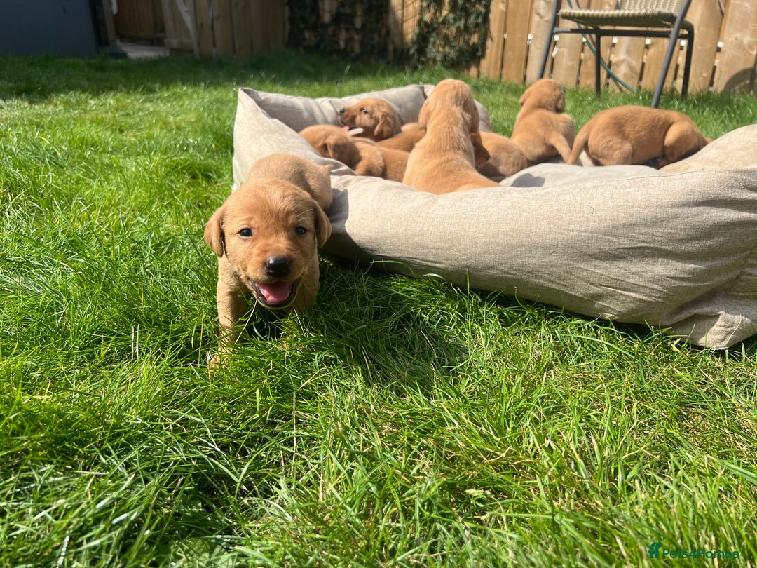 Labrador Retriever dogs for sale: Beautiful fox red Labrador pups 🐶  - Image 14